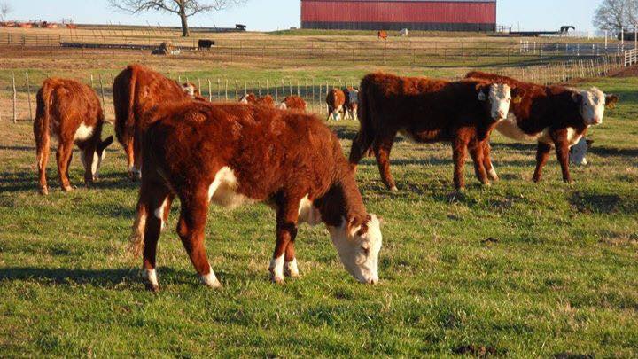 Charolais bred & Open Heifers, Cow/calf Pairs, and bulls